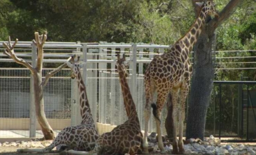 Le Zoo de Montpellier, une immersion au royaume des animaux