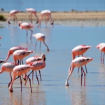 Où voir les flamants roses ?