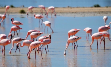 Où voir les flamants roses ?