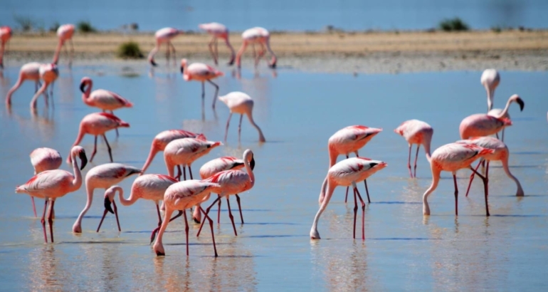 Où voir les flamants roses ?